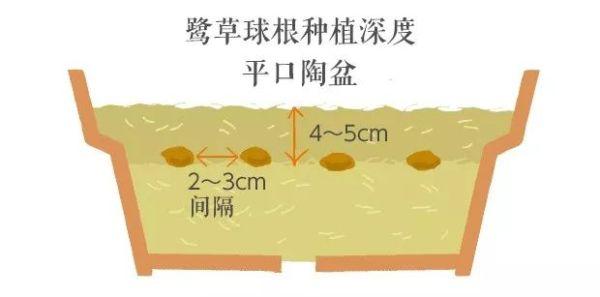 夢でもあなたを想う 鹭草 球根植物 知乎