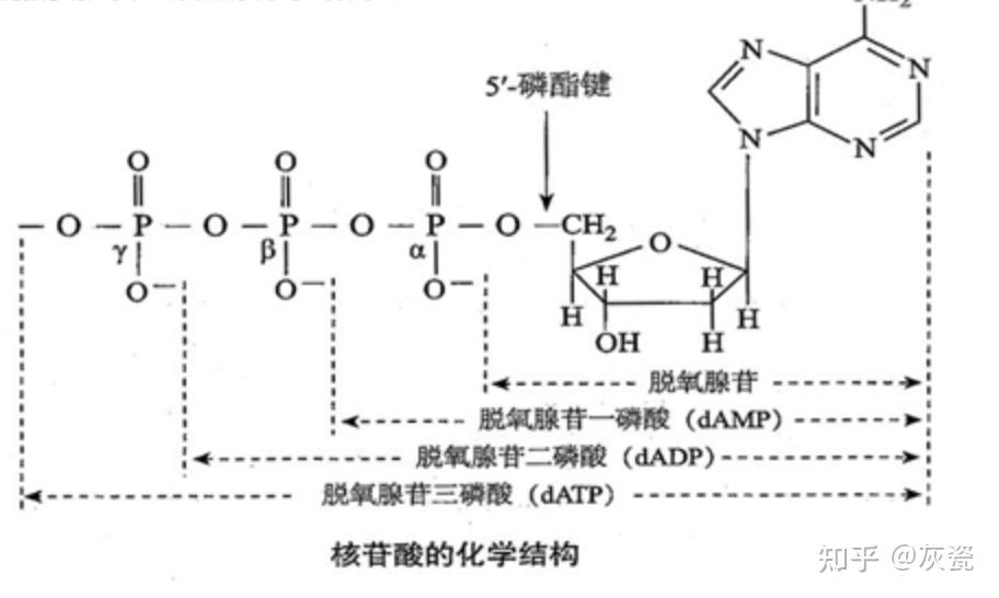 dna与rna的复制中产物都是从5端到3端延伸5端和3端分别指什么意思