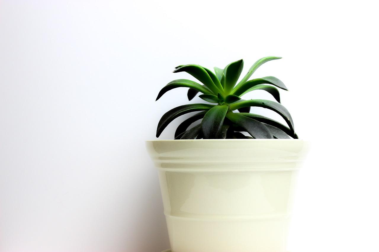 仙人掌的生长环境