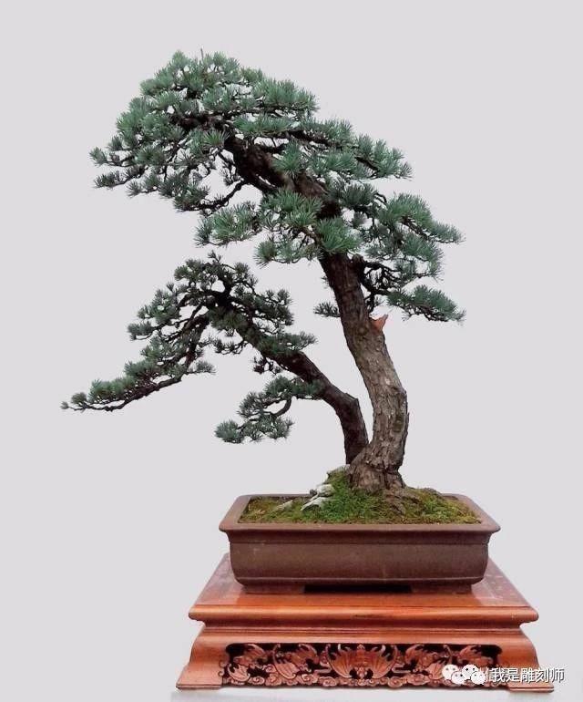 《清幽曲》 山甲木 韩学年作品▲《赏心只有两三枝》水横枝 韩学年