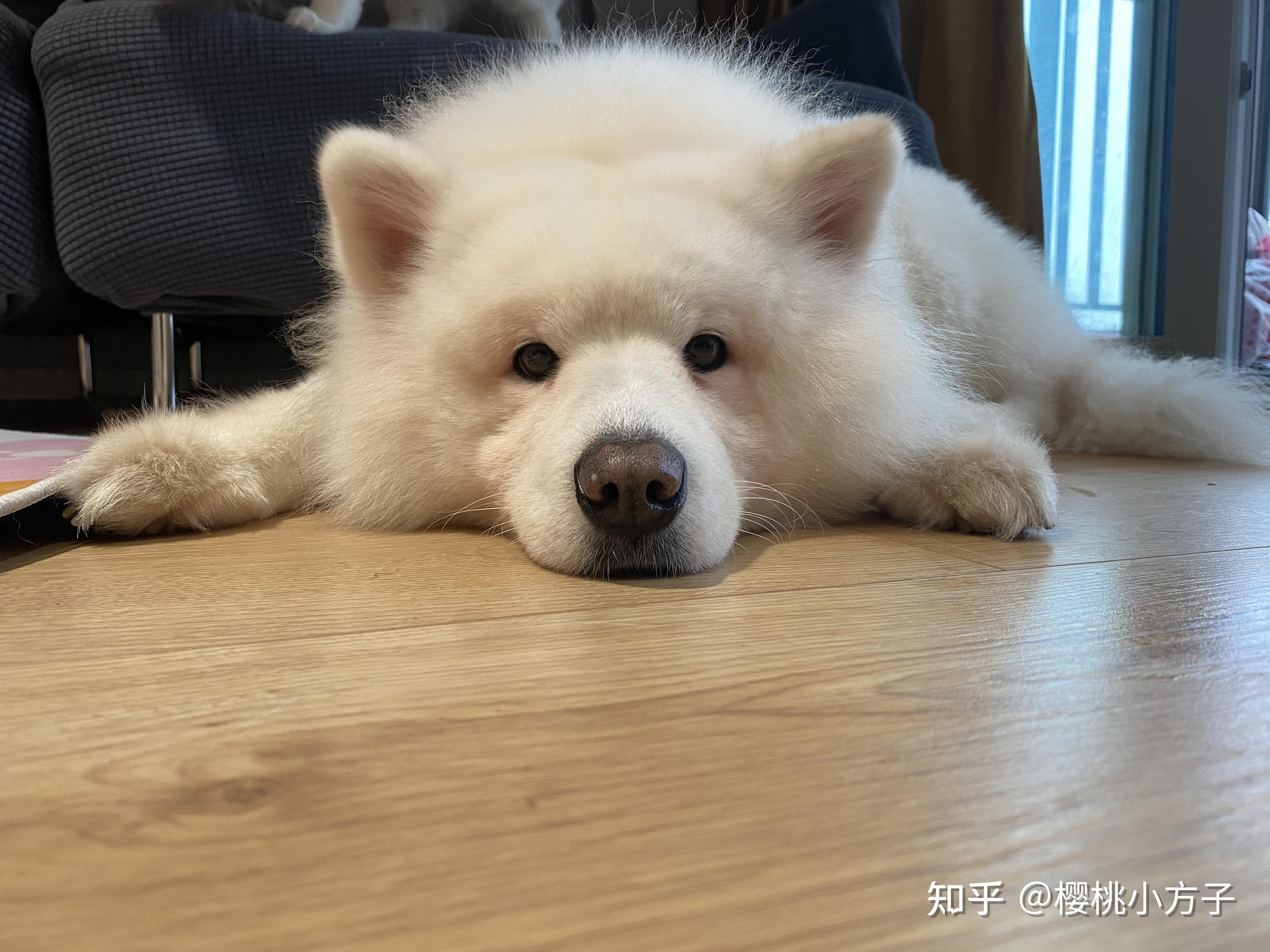 能分享你家狗狗的最萌的一张照片吗?