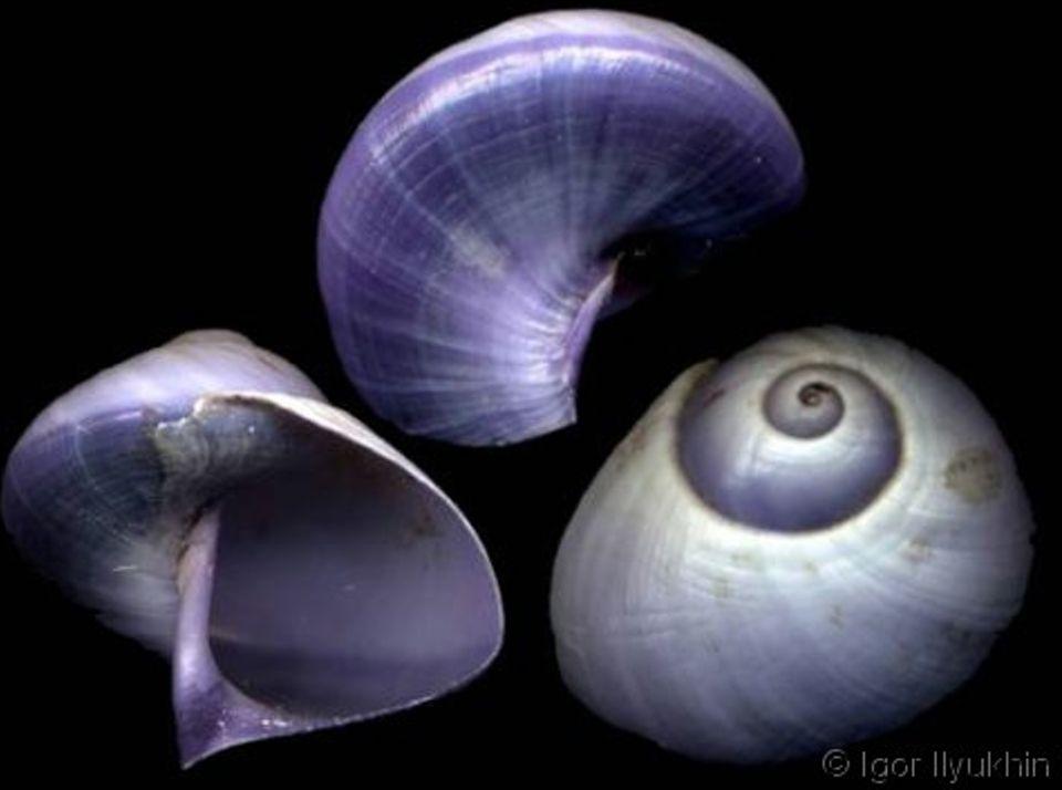 惊人蓝紫色的水母猎手紫螺睡前软体动物25