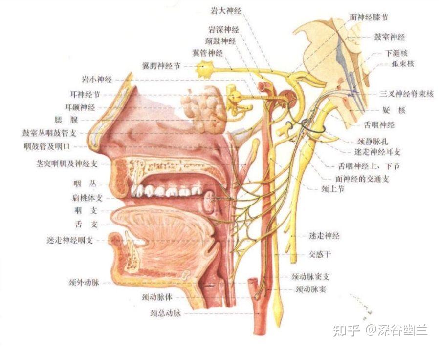 舌咽神经