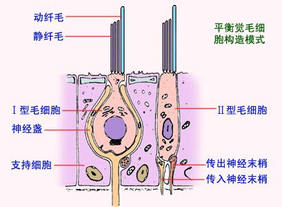 神奇的“第六感”——人体平衡机制研究 - 知乎