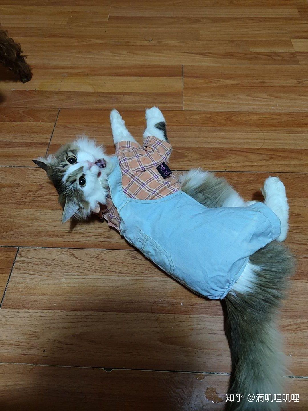 狸花猫可以漂亮到什么程度? - 知乎