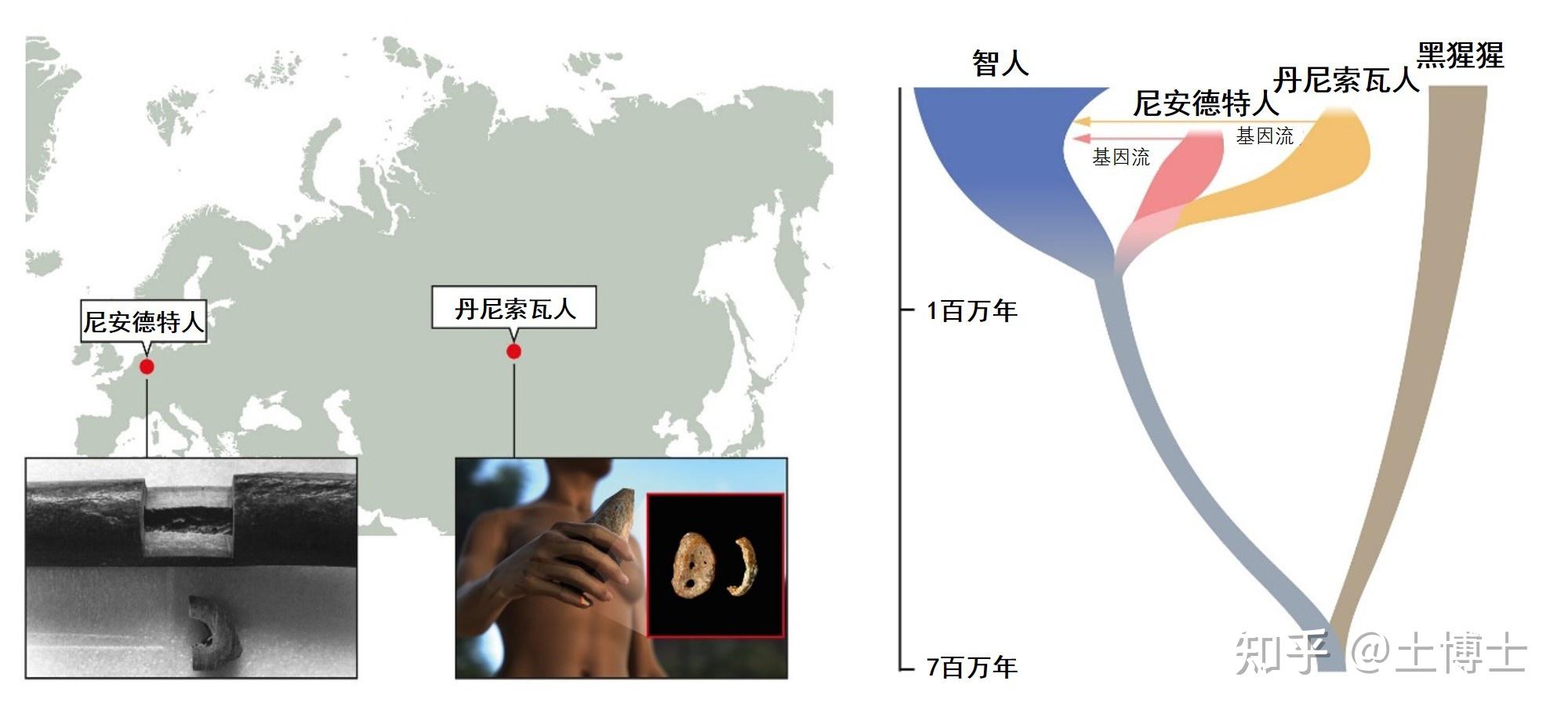 官方解读：2022年诺贝尔生理学或医学奖（古人类学基因组学） - 知乎