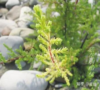 藏药中的甘露——水柏枝 - 知乎