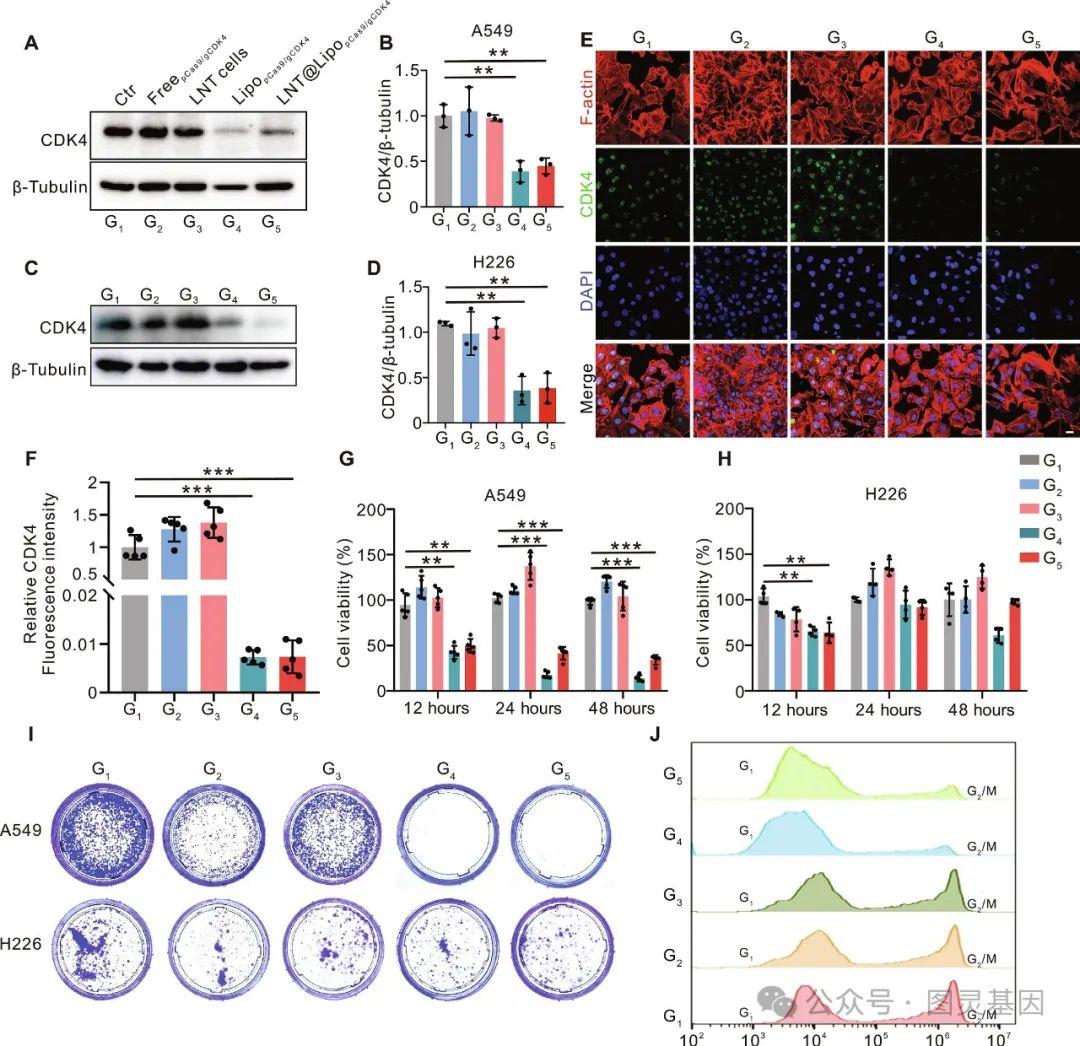 Sci Adv | 浙江大学开发CRISPR-Cas9利用冻死的肿瘤细胞靶向肺癌 - 知乎