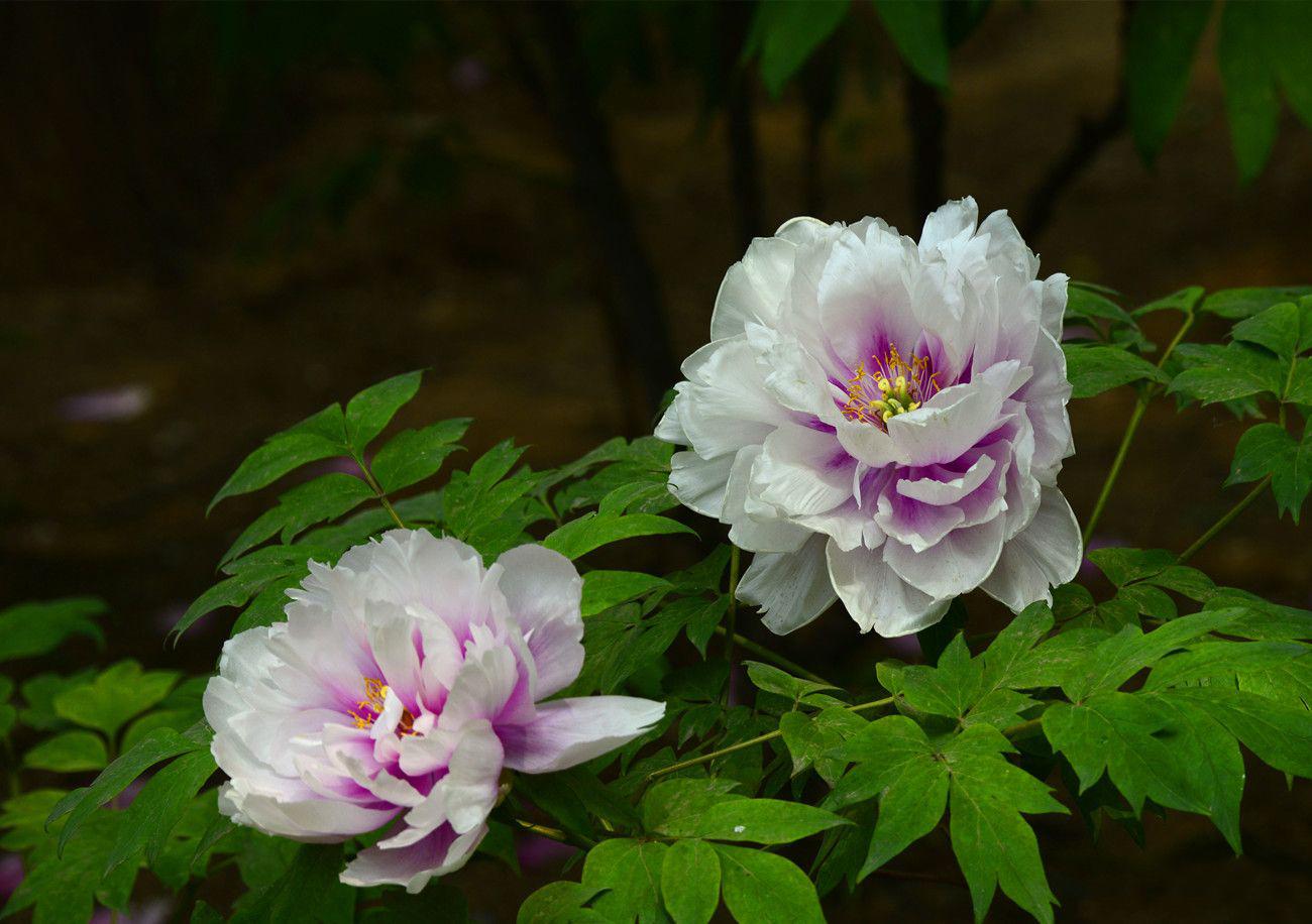 天津尧舜牡丹花蕊茶健康首选