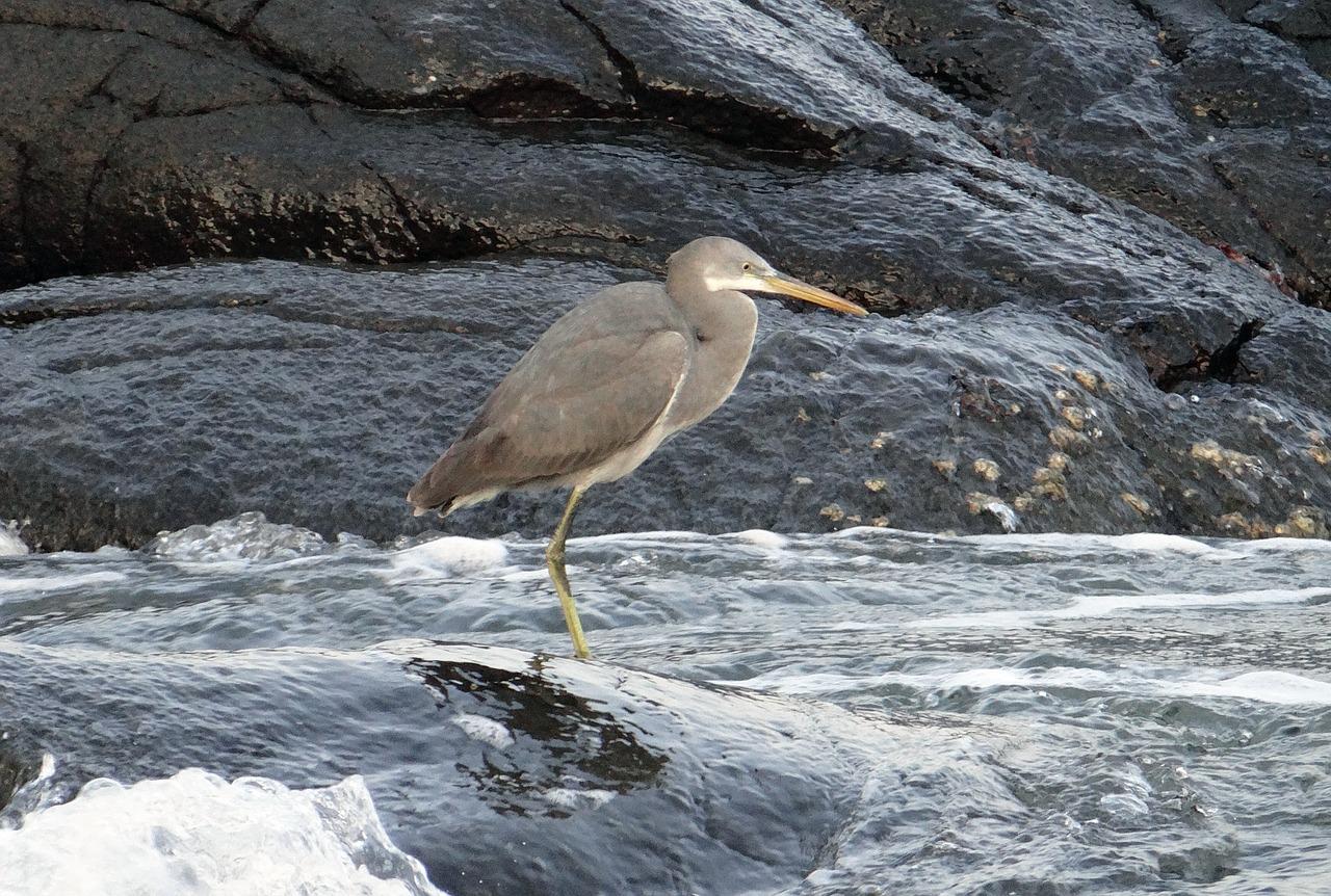 日照白鹭湾房价多少钱
