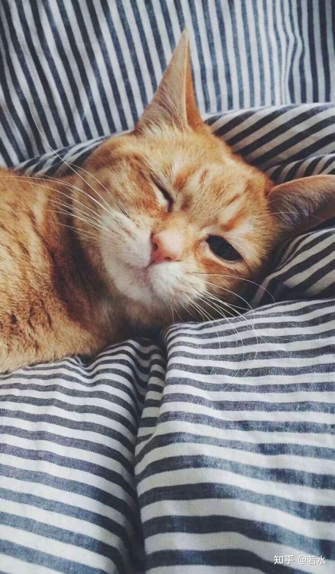 有哪些好看的关于猫咪的微信聊天背景图值得分享?