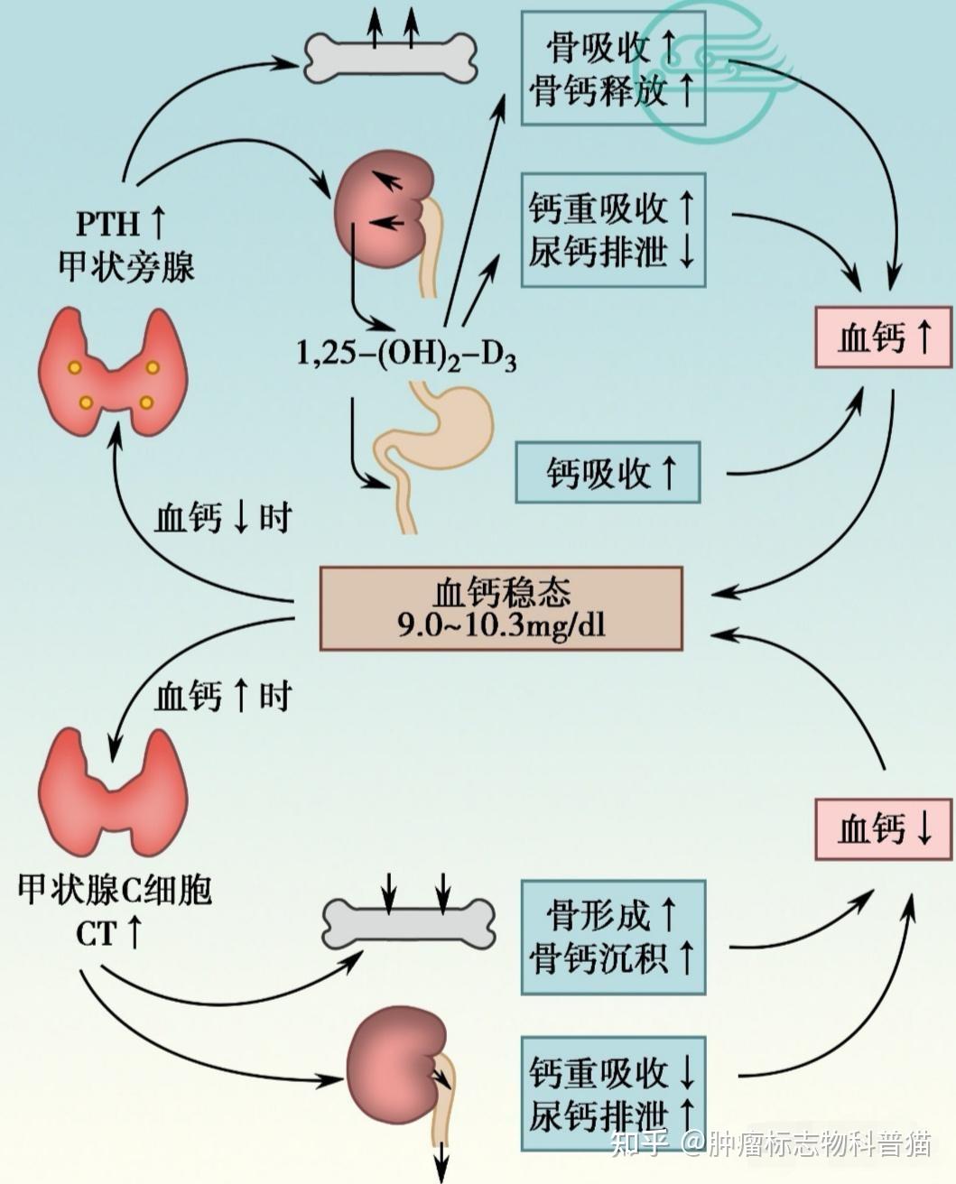 “降钙素”和“降钙素原”,一字之差,意义不同,检查时别查错 - 知乎