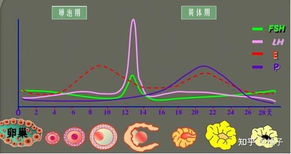 全面解读性激素六项，高效备孕必看！ 知乎