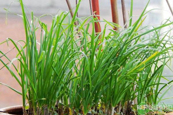 韭菜的养生价值和食疗功效:疏肝解郁、壮阳补肾、润肠通便、化血瘀! - 知乎