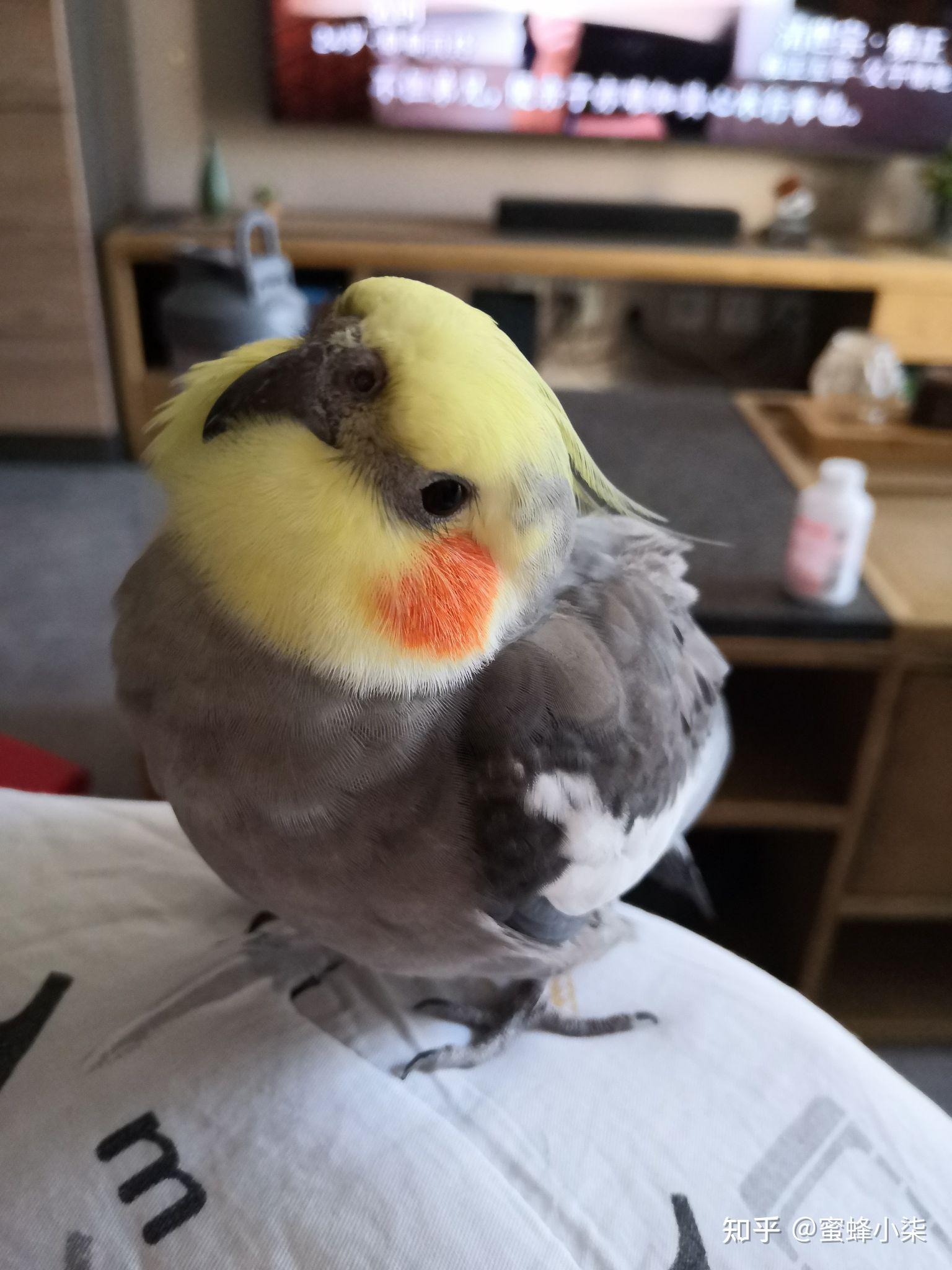 玄凤鹦鹉到底有多可爱? - 知乎