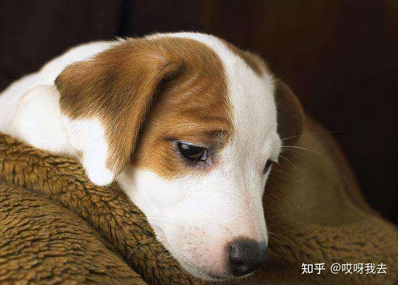 公狗"绝育"和"不绝育",变化真的很大! - 知乎