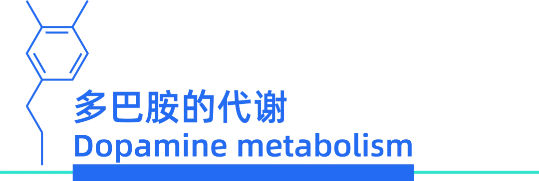 帕金森病中多巴胺的来龙去脉 - 知乎