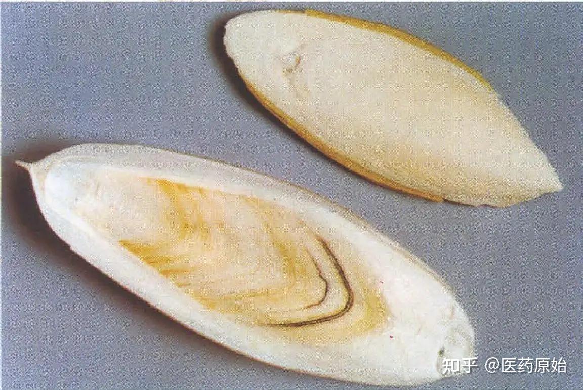带你识别海螵蛸