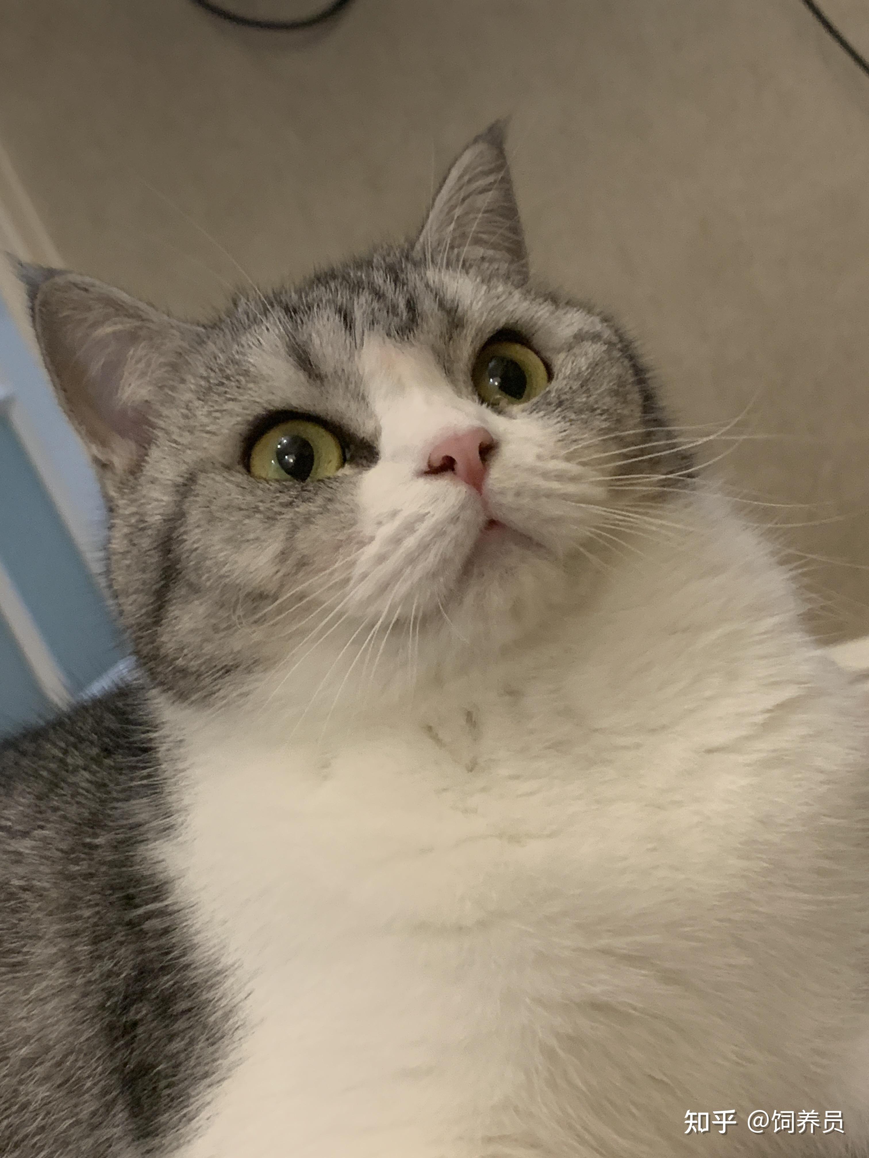 英短母猫脸会发腮吗? - 知乎