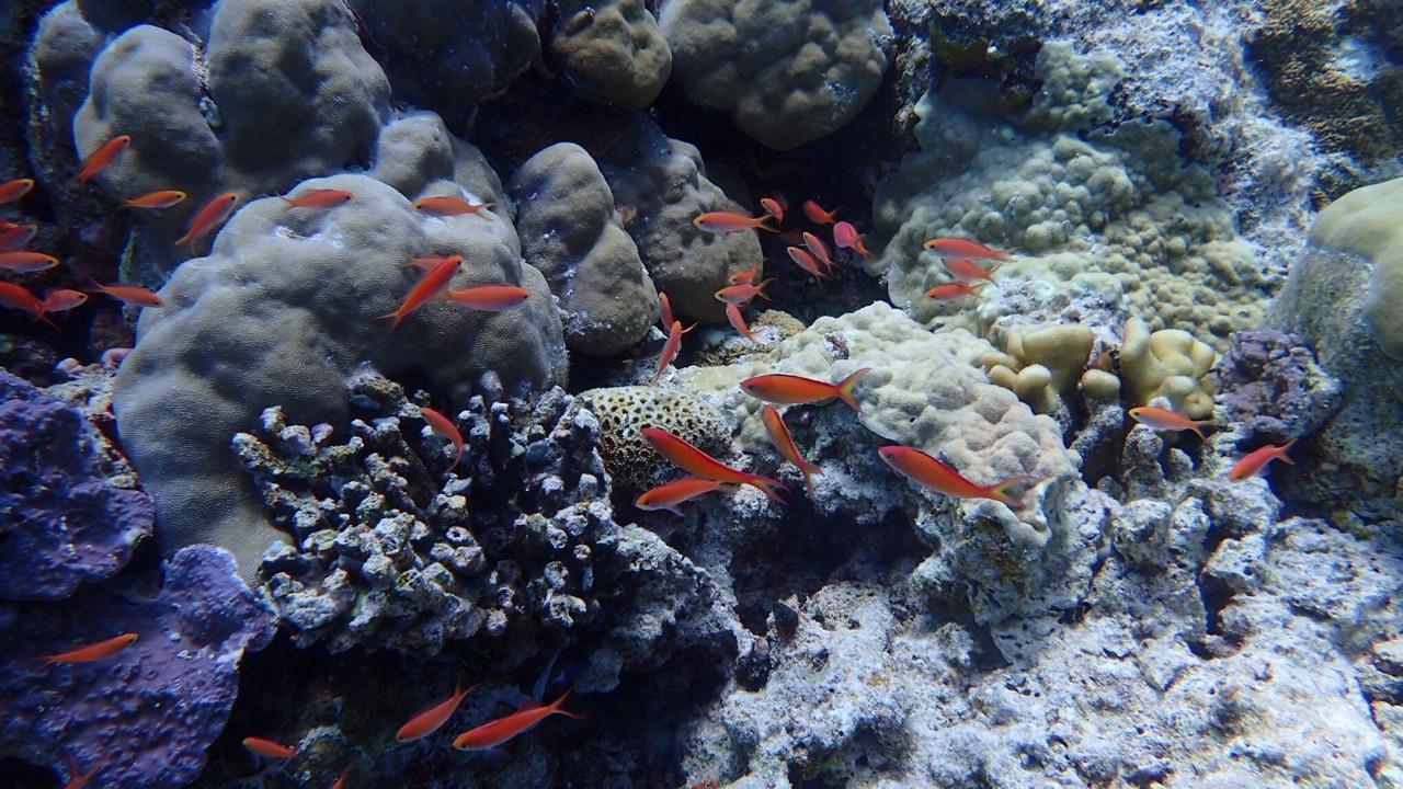 海里面的世界是怎样的? - 知乎