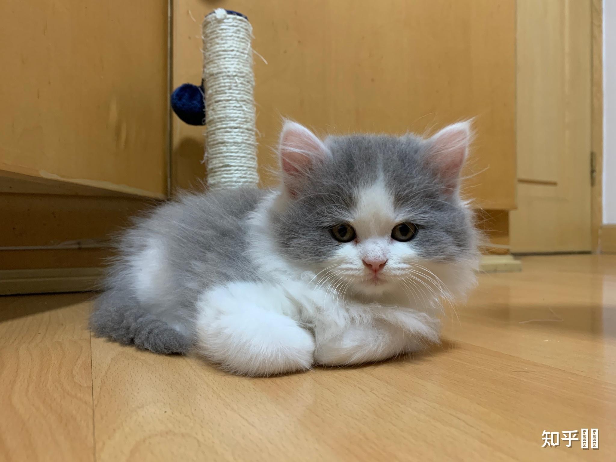 刚刚入手了一只蓝白长毛挺可爱的1300是否