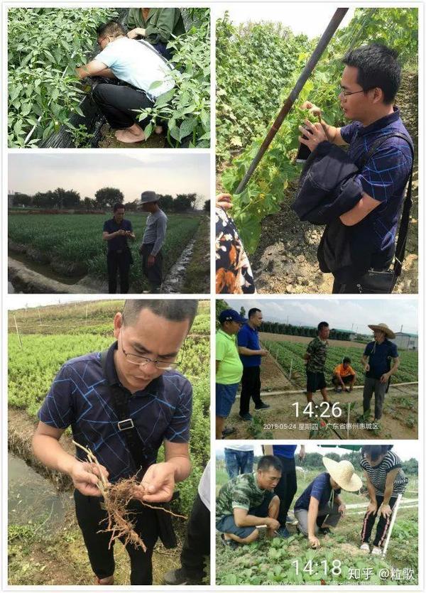 专家顾问团 吴文祥老师为农户做服务 注 吴文祥老师主要擅长,植物