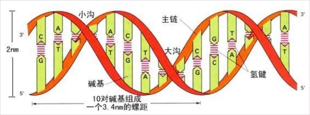 DNA简史：遗传物质的发现之旅 - 知乎