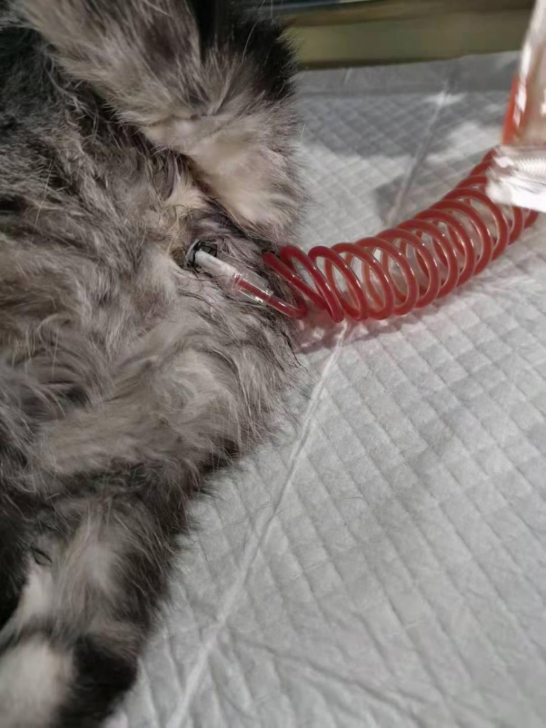 猫猫尿闭这种病真的得一次伴终身吗怎么办