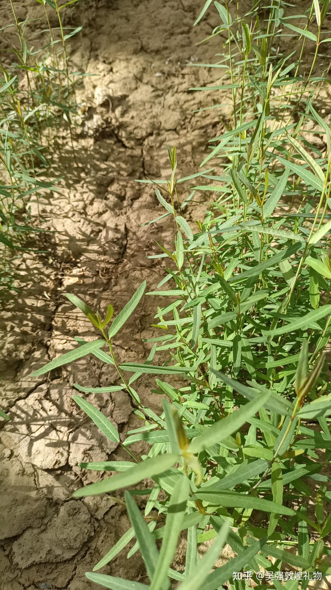 敦煌八怪|小花红麻罗布麻成长记 - 知乎