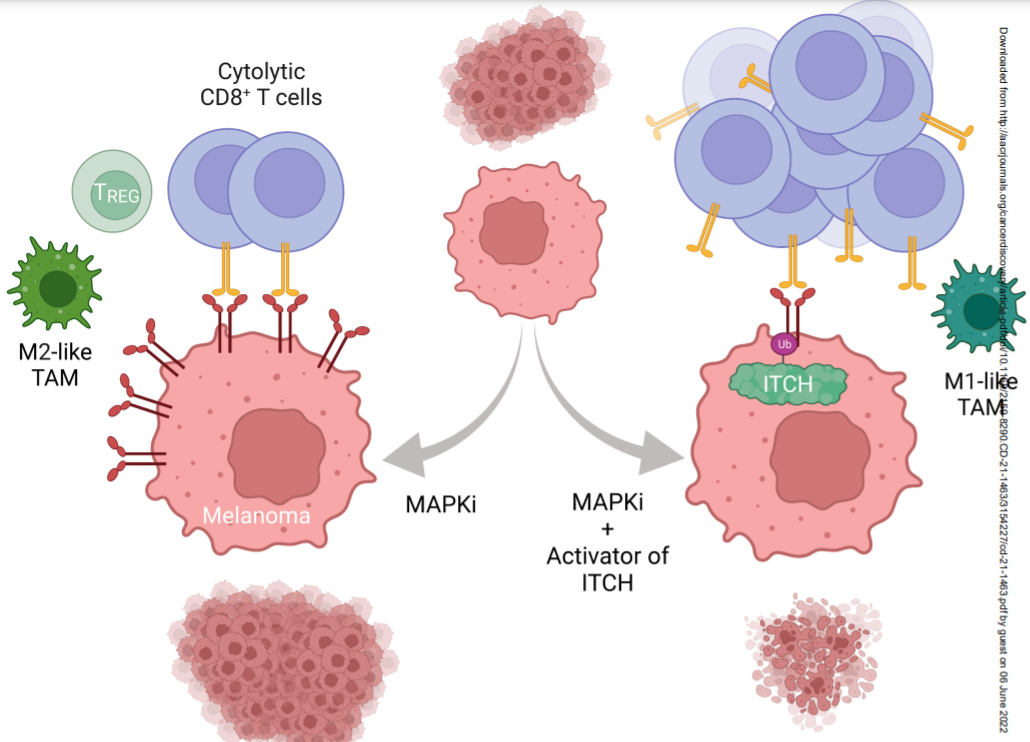 can disc | 分解肿瘤细胞表面pd-l1抑制耐药