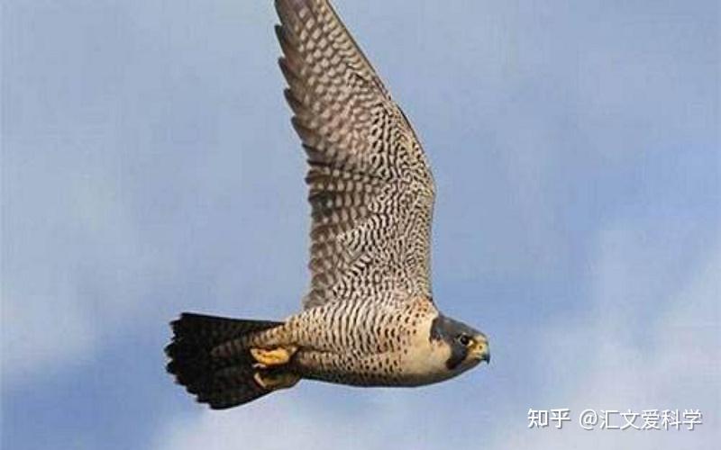 时速赶超高铁的空中猛禽,为何热衷于迁徙?揭秘游隼迁徙的秘密 - 知乎