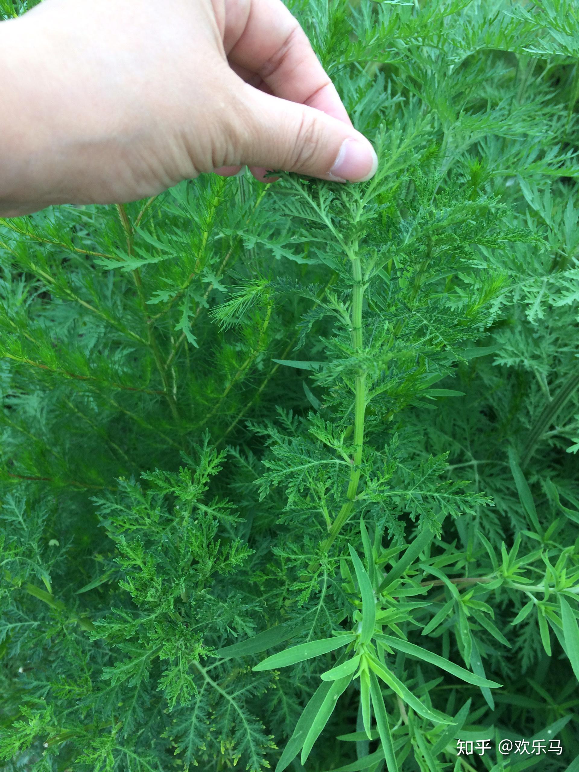 大庆野地植物53青蒿