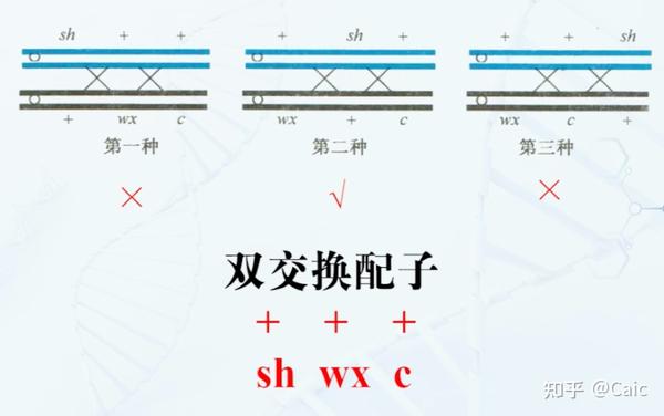 遗传学_4 连锁遗传和性遗传 - 知乎