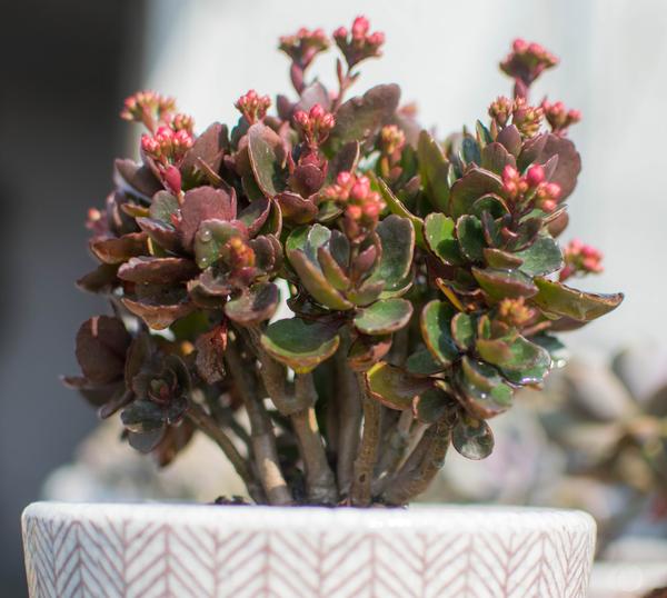 也许是最容易种的花 长寿花 知乎