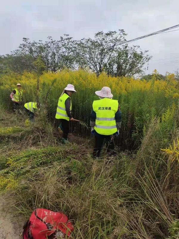 曾引進當花賞今氾濫成生態殺手加拿大一枝黃花沒天敵找到了