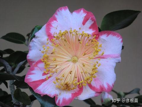 日本茶花100选005王冠