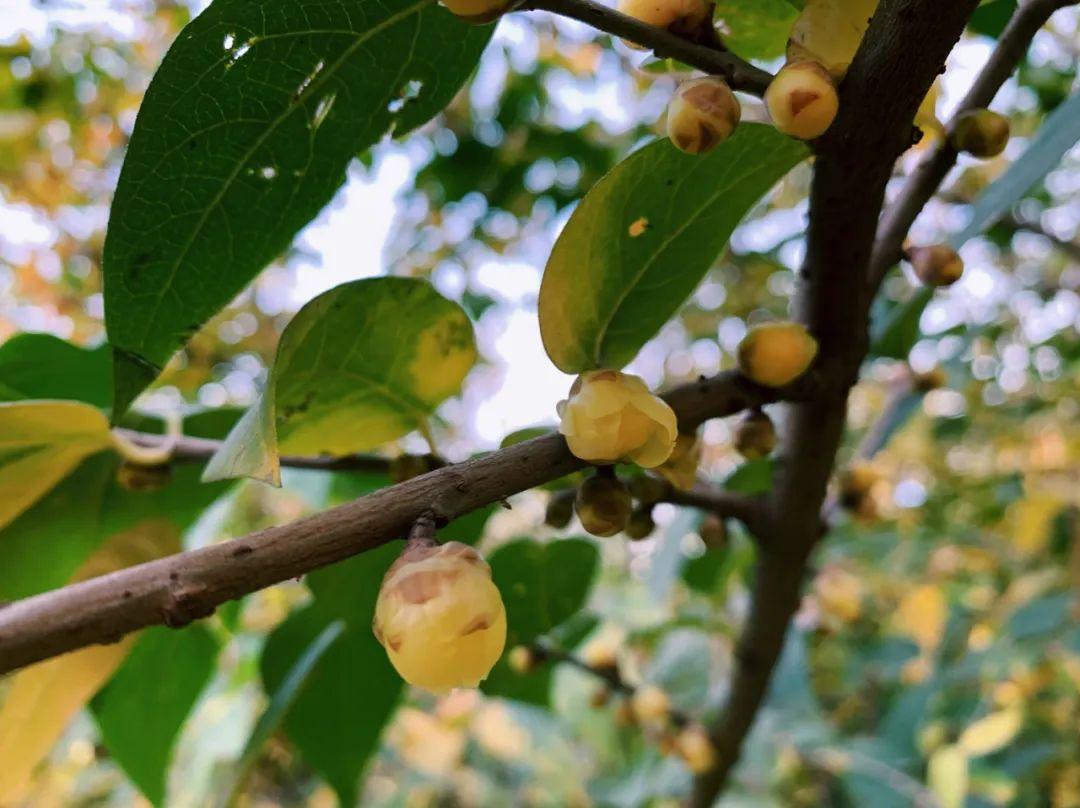 成都第一波腊梅pong香
