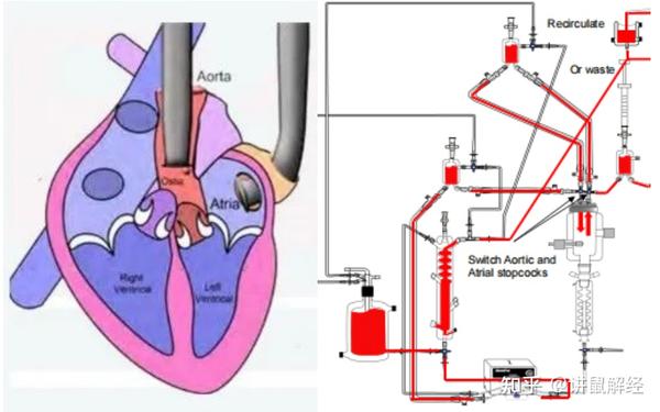 讲鼠解经：离体心脏灌流装置，离体心脏灌流实验技术讲解 - 知乎