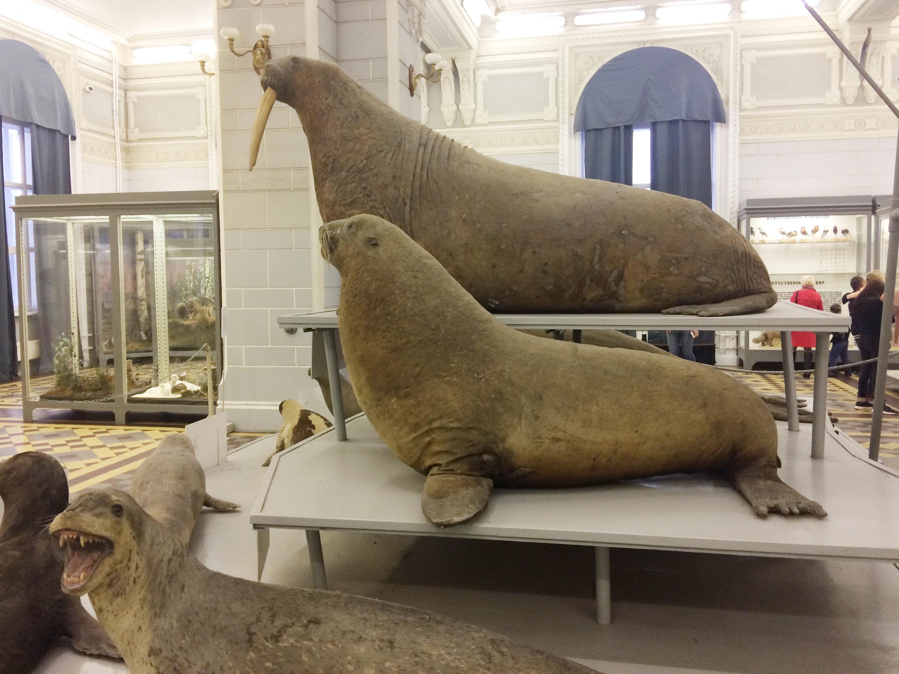 图5:海象以及各种海狮图6:金枪鱼,旗鱼,上镜一下图7:巨大的顶级捕食者