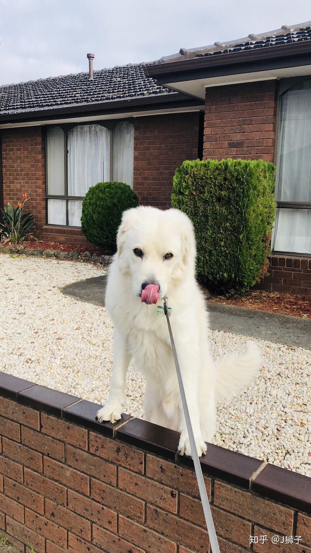 大型犬可以可爱到什么程度