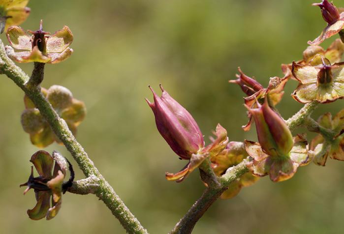 黑紫藜芦 - 野外花草图鉴 - 知乎书店