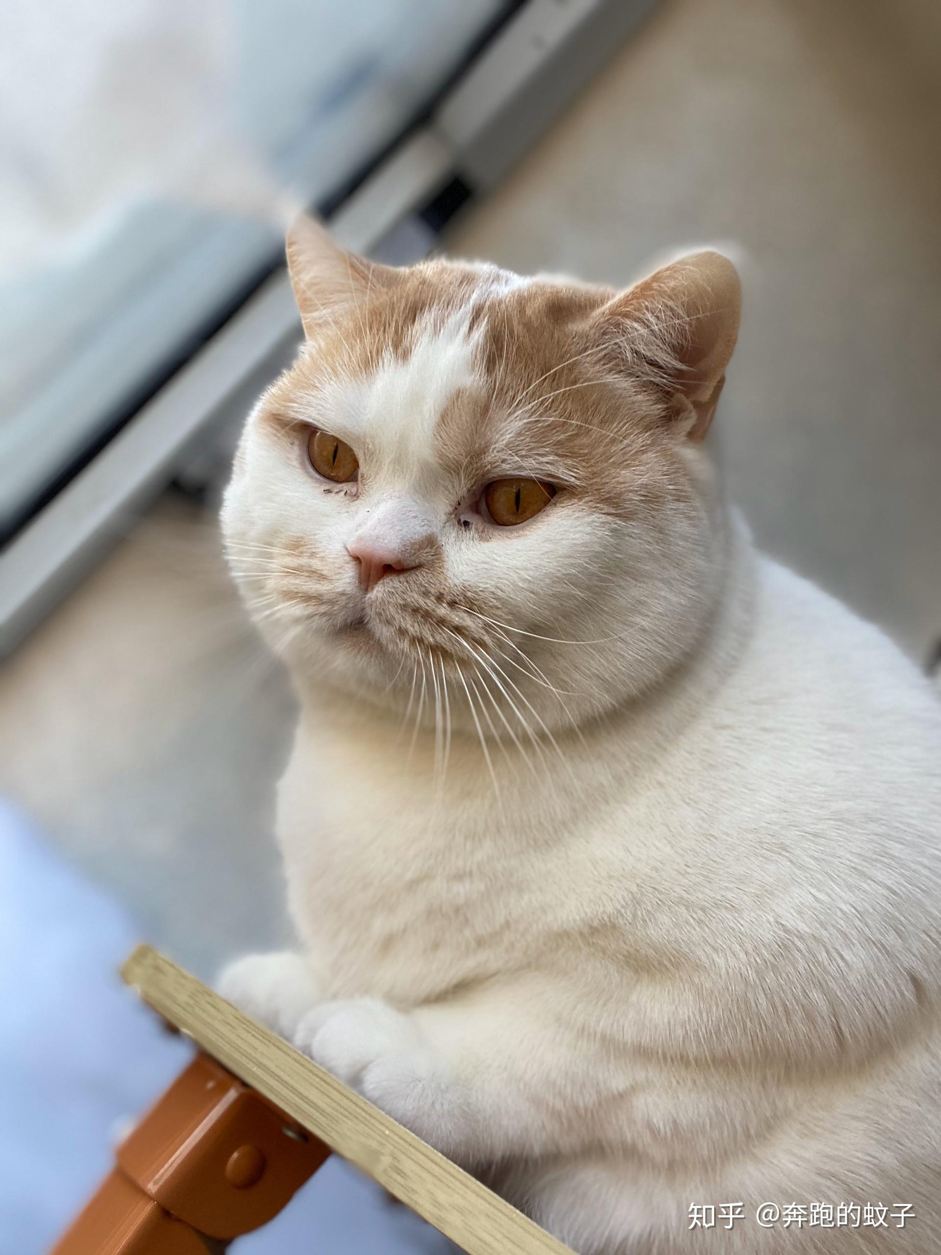 一只猫能可爱到什么程度