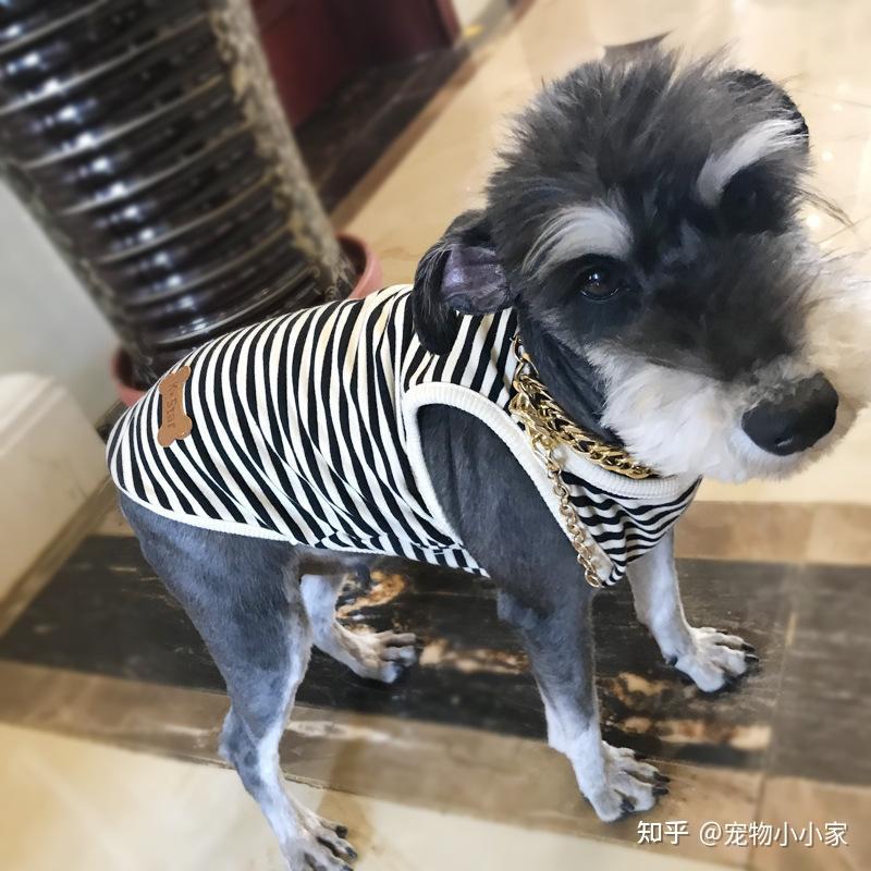 主人:养了才知道真香 - 知乎
