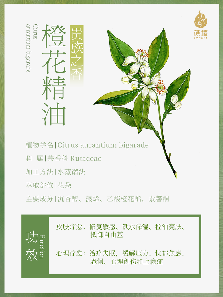 贵族之香 橙花精油 知乎 贵族之香 橙花精油 知乎