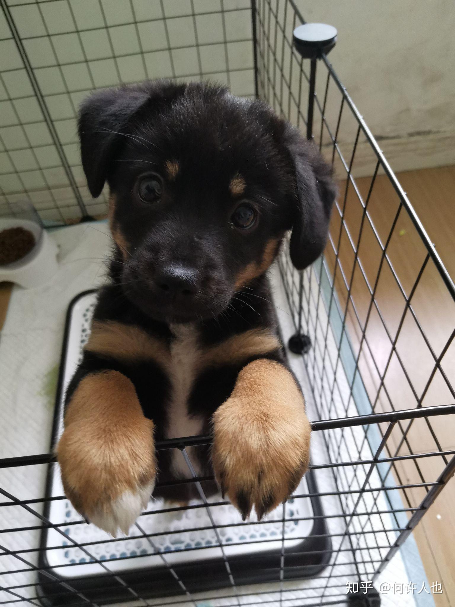 中华田园犬(土狗)有哪些优点是宠物狗不能比的? - 知乎