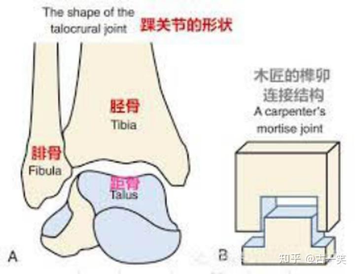 2022高性价比运动护踝推荐脚踝扭伤习惯性崴脚怎么办护踝有用吗哪个