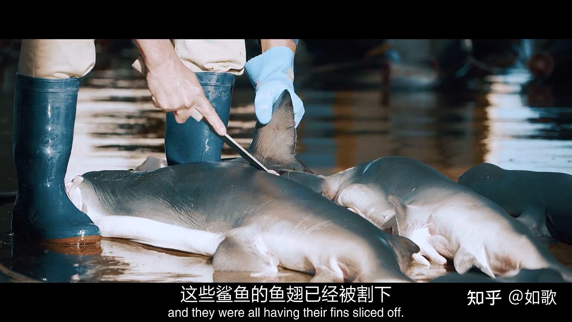 网飞《渔业阴谋》是一部颠覆认知的纪录片 - 知乎