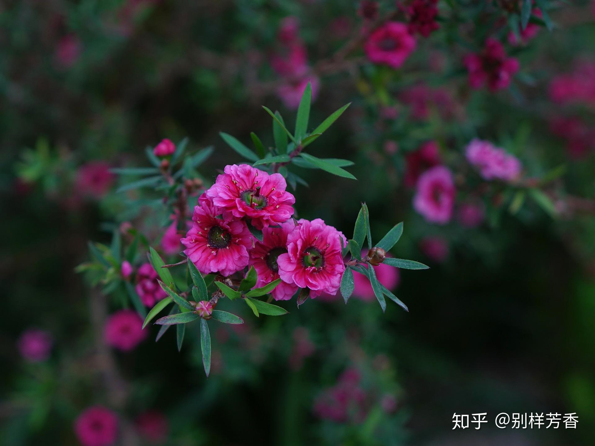别样单方——松红梅精油 - 知乎