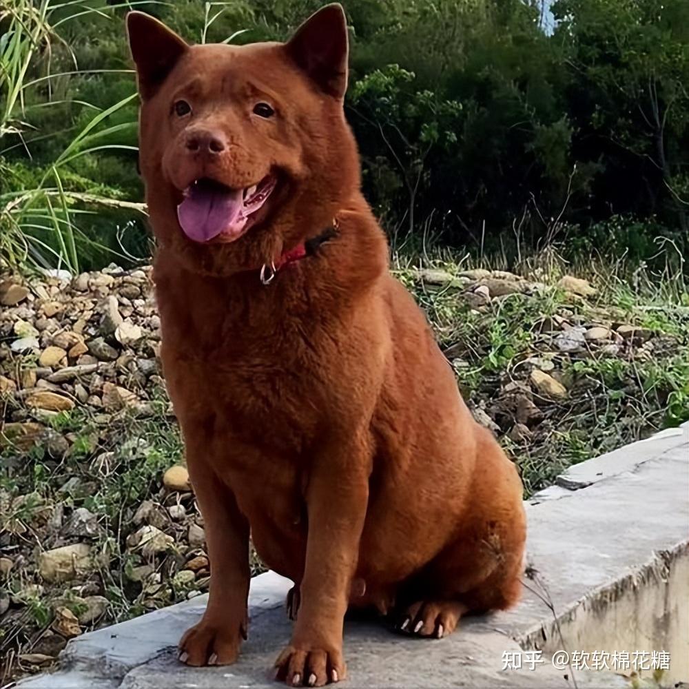 公认"最认主"的7种狗,非常优秀,一生只认一主 - 知乎