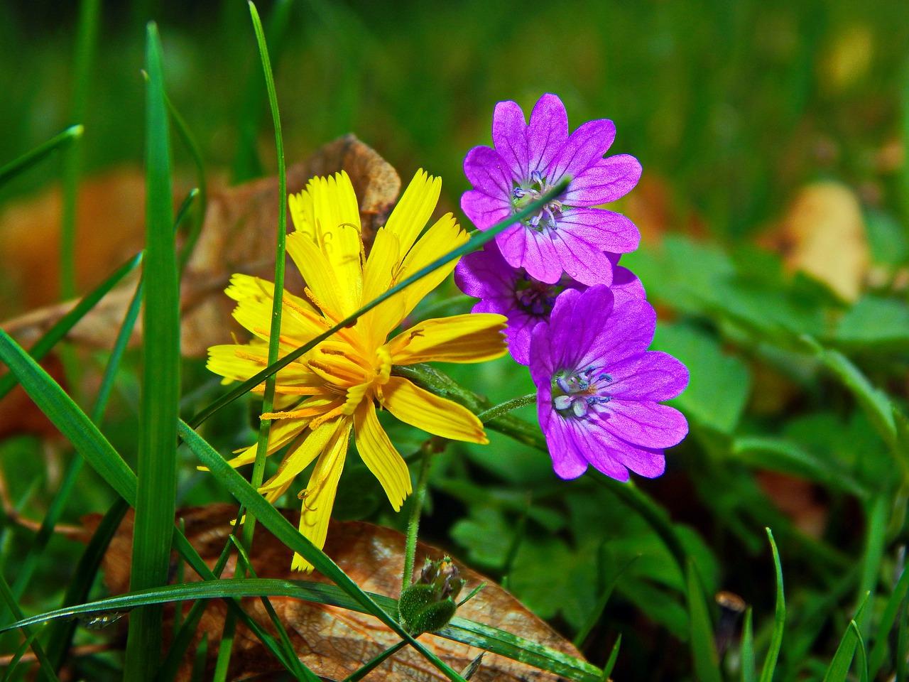 富贵叶子吸收什么